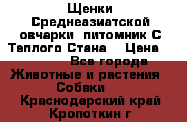 Щенки Среднеазиатской овчарки (питомник С Теплого Стана) › Цена ­ 20 000 - Все города Животные и растения » Собаки   . Краснодарский край,Кропоткин г.